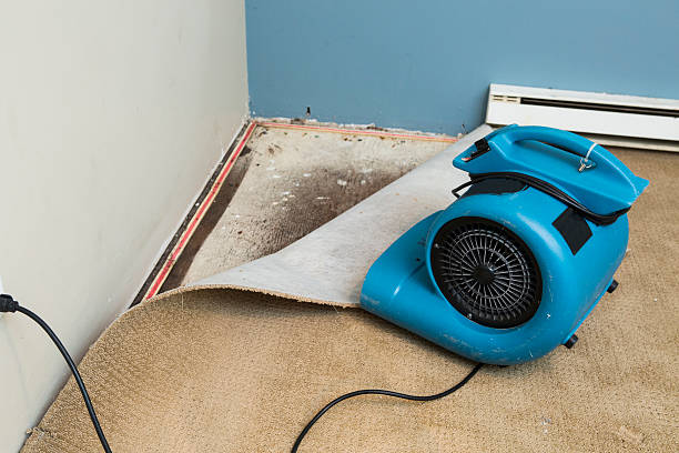 Best Local water damage restoration  in Oriole Beach, FL
